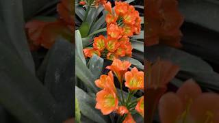 Bronze heritage clivia flower collection [upl. by Ahsiak]