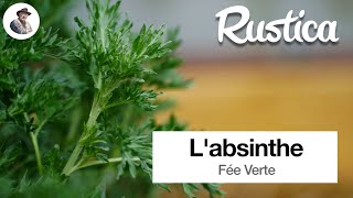 Cultiver l’absinthe Artemisia absinthium [upl. by Fermin139]