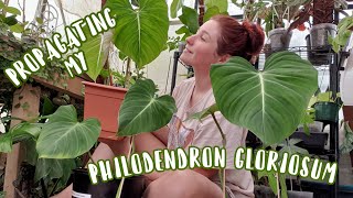 HOW TO PROPAGATE A PHILODENDRON GLORIOSUM [upl. by Yruam176]