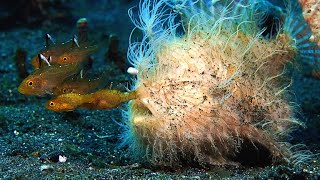 This Hairy Frogfish’s Bite is Too Fast For SlowMotion [upl. by Tobiah482]