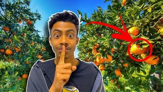 দার্জিলিং এর চেয়ে মিষ্টি কমলালেবুর বাগান 🍊😂ahaldara tingling pahar [upl. by Eedia865]