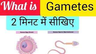 What is Gametes [upl. by Nivrag512]