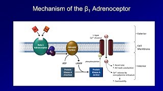 Antiarrhythmics Lesson 3  Beta Blockers [upl. by Pope]