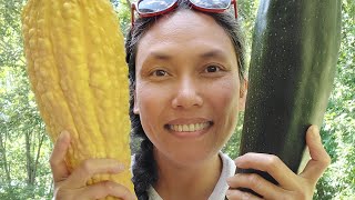 Harvesting Greenhousegrown Zucchini and Yellow Squash Big ones [upl. by Egin]