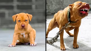 ANTES Y DESPUÉS DE ANIMALES CRECIENDO INCREÍBLES TRANSFORMACIONES DE ANIMALES [upl. by Munn67]