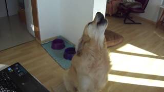 Golden Retriever howling with sirens [upl. by Jc]