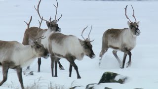 Reindeers Amazing Adaptations to Living in Snow  Snow Animals  BBC Earth [upl. by Ensoll]