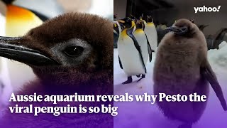 Aussie aquarium reveals why Pesto the viral penguin is so big  Yahoo Australia [upl. by Fogg241]