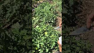 viralvideo agricultura aguacate [upl. by Suiddaht]