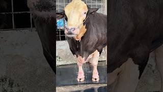 Gigantic Fleckvieh bull Cleaning Moment 2024  Fleckvieh Bull New Video 2024 [upl. by Eneroc]