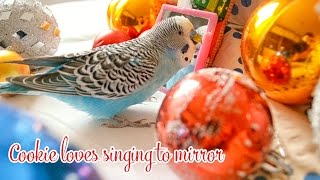 Budgie singing to Mirror  Christmas Edition [upl. by Liatnahs]