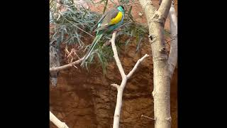 Hoodedsittich Hooded Parrot  Psephotus dissimilis [upl. by Etteval138]