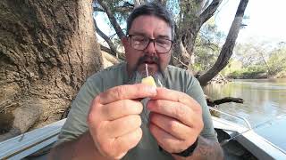 Murray cod fishing hack How to stop the cheese falling off the hook [upl. by Eiboj5]