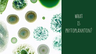 What is Phytoplankton [upl. by Adnuahsor]