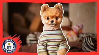 Jiffpom  The fastest dog on two paws  Meet The Record Barkers [upl. by Hcurab]