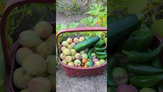 Quick Garden Harvest Grow your own groceries [upl. by Elvira885]