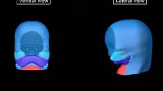 Embriologia  Desenvolvimento da Região da Face [upl. by Rezeile]