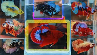 MOST BEAUTIFUL EXOTIC BETTA FISH CATLOUGE [upl. by Acinnod38]