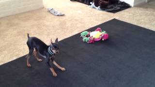 Minpin Barking [upl. by Anyer]