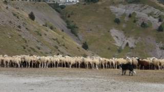 Troupeau de moutons sur la route de La Salette [upl. by Whitaker176]