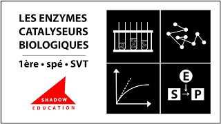 Les enzymes des biomolécules aux fonctions catalytiques  1ère spé SVT [upl. by Oicafinob]