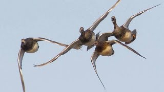 Hunting  Waterfowl Duck  Hunting mix birds in Pakistan [upl. by Rozanna]