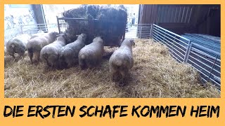 Die ersten Schafe kommen in den Schafstall  DEICHVLOG 34 [upl. by Llennahc]