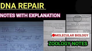 DNA repair notes with explanation DNA DAMAGES AND REPAIR NOTES zoology bsczoology vbu bmku [upl. by Rudwik]