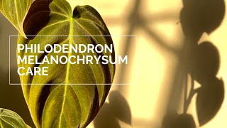 Philodendron Melanochrysum Care and Update ft Philodendron Gigas [upl. by Riha]