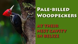 Palebilled Woodpeckers in Belize [upl. by Enyala]