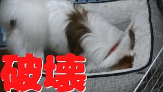 コストコの犬用ベッドをぶっ壊す犬 [upl. by Griffiths]