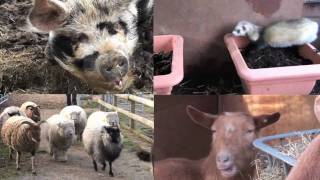 Amazing Animals at Spitalfields City Farm London [upl. by Noreen426]