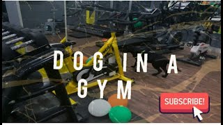 DOG amp GYM  DoralifeDogexerciseDogingymFitdogLabradorBlacklabradorDogworkoutyoutubedog [upl. by Ibot]