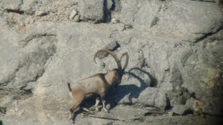 World record bezoar ibex  Recep Ecer Dünya Rekoru Teke Avı [upl. by Lennahc]