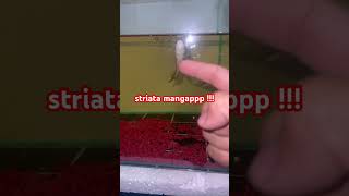 channa striata AKA haruan mangap  aquarium fish cover snakehead channa fishing aquascape [upl. by Zakaria]