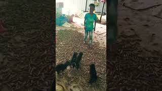 angry 😡 😡 Jarman shefad puppies  jaraman shefad puppies brand trendingshorts germanshepred [upl. by Cimah606]