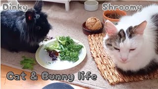 Cat and Rabbit friends  Dinky and Shroomy [upl. by Nnylyak]