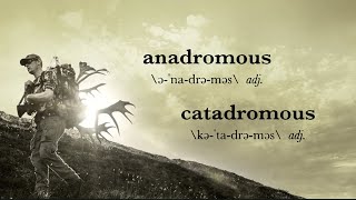 MeatEater Glossary Anadromous and Catadromous [upl. by Letnohs]