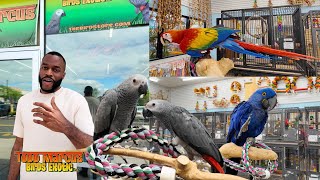 The Largest Parrot Store In The USA  Bringing Home My African Greys from Todd Marcus Birds Exotic [upl. by Aiouqahs]