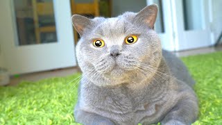 Blue British Shorthair Cat ASMR Brushing [upl. by Jezabella701]