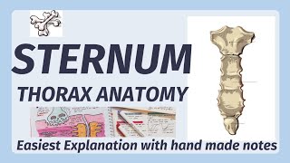 Sternum Anatomy  Bone  Manubrium Sternal Angle Xiphoid process  joints of sternum [upl. by Herminia238]