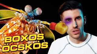 Inasba rakott a boxos SÁSKARÁK 🦐🥊 [upl. by Martineau]