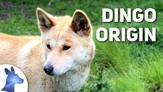 Origin of the Dingo Australias Ancient Canine [upl. by Lunna]