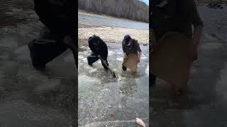 The Fantastic Unique fish trap Catching A lot of fish into the trap🎣shorts viral fishing [upl. by Meares359]