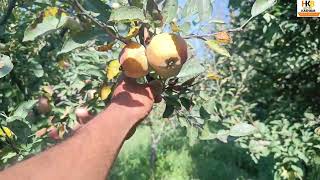 important video Alternaria leaf blotch  Necrotic leaf blotch  Yellow Leaves  Sen Jose Scale [upl. by Kristo]