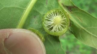 Western Speckled Oak Gall Cynipidae Besbicus mirabilis Early Stage [upl. by Eskil123]