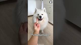 Samoyed ❤️‍🔥 Unconditional Love amp Loyalty [upl. by Arbmat213]