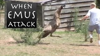 When Emus Attack  Emu Chases Man [upl. by Feola]