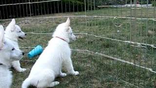 8 week white german shepherd puppies [upl. by Asiaj603]