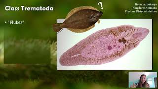 Class Trematoda Flukes not Flounder [upl. by Eyot]